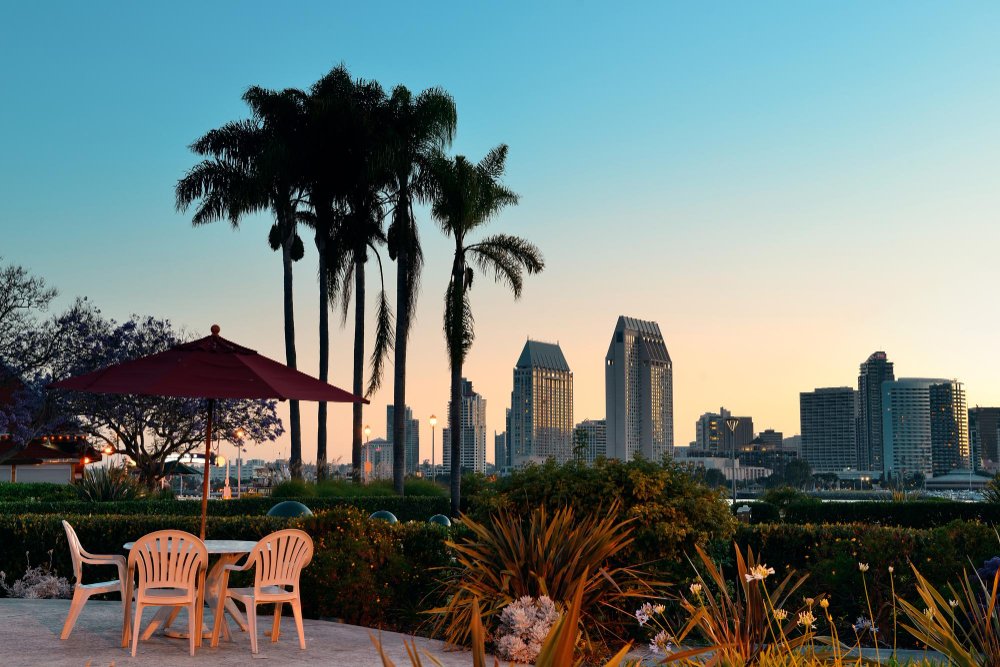 San diego dawn in early morning with palm tree silhouette. 